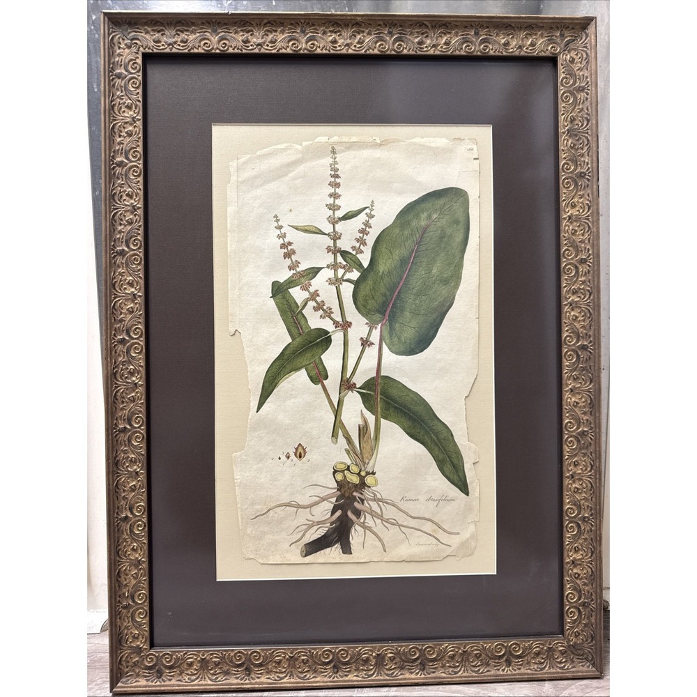 Antique William Curtis Rumex Botanical Hand Colored Engraving Framed Floral Pic